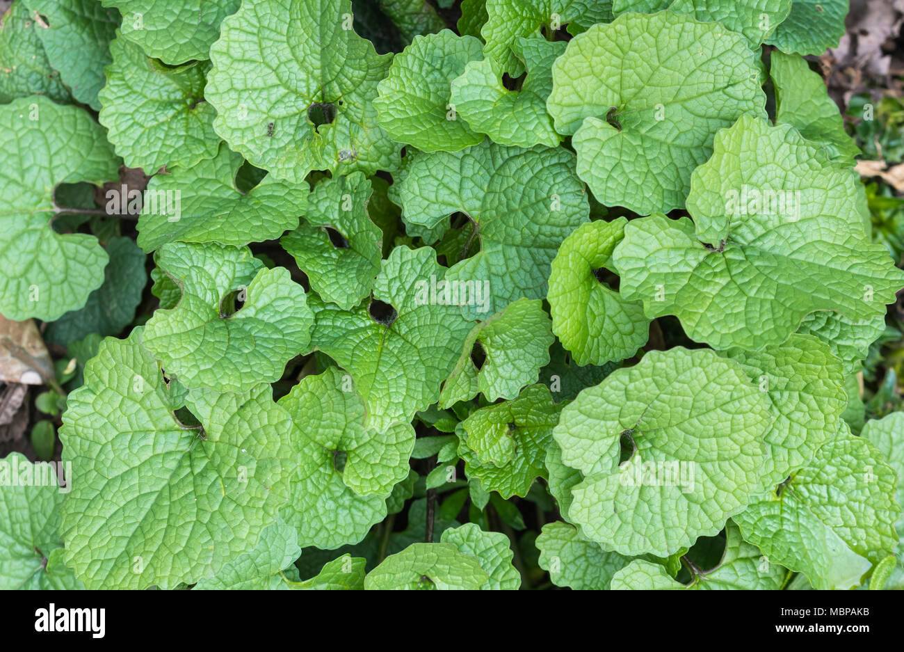 Aglio senape (Alliaria petiolata) esce dalla parte superiore verso il basso closeup view cresce in primavera nel Regno Unito. Foto Stock