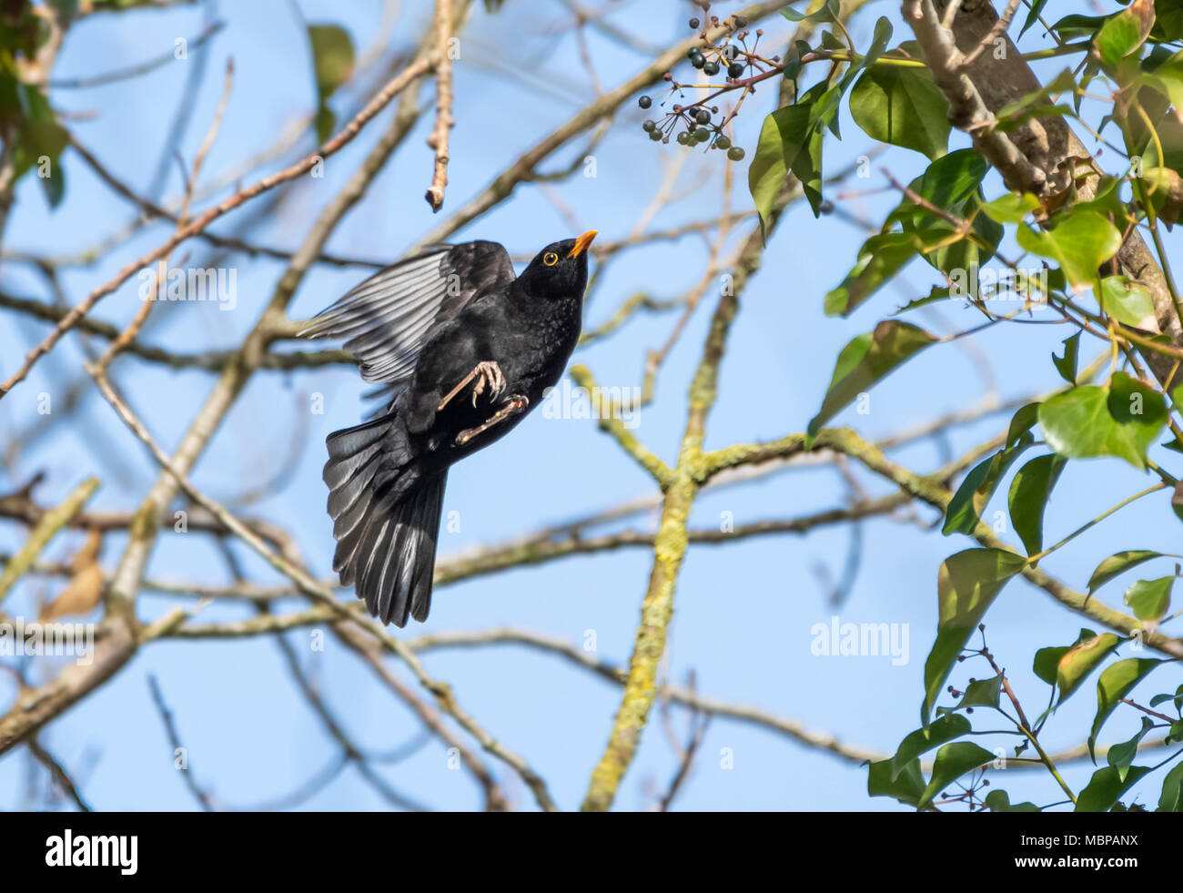 Adulto Merlo comune (Turdus merula, Eurasian blackbird) salta da albero ad albero in primavera nel Regno Unito. Blackbird battenti. Merlo in volo. Foto Stock