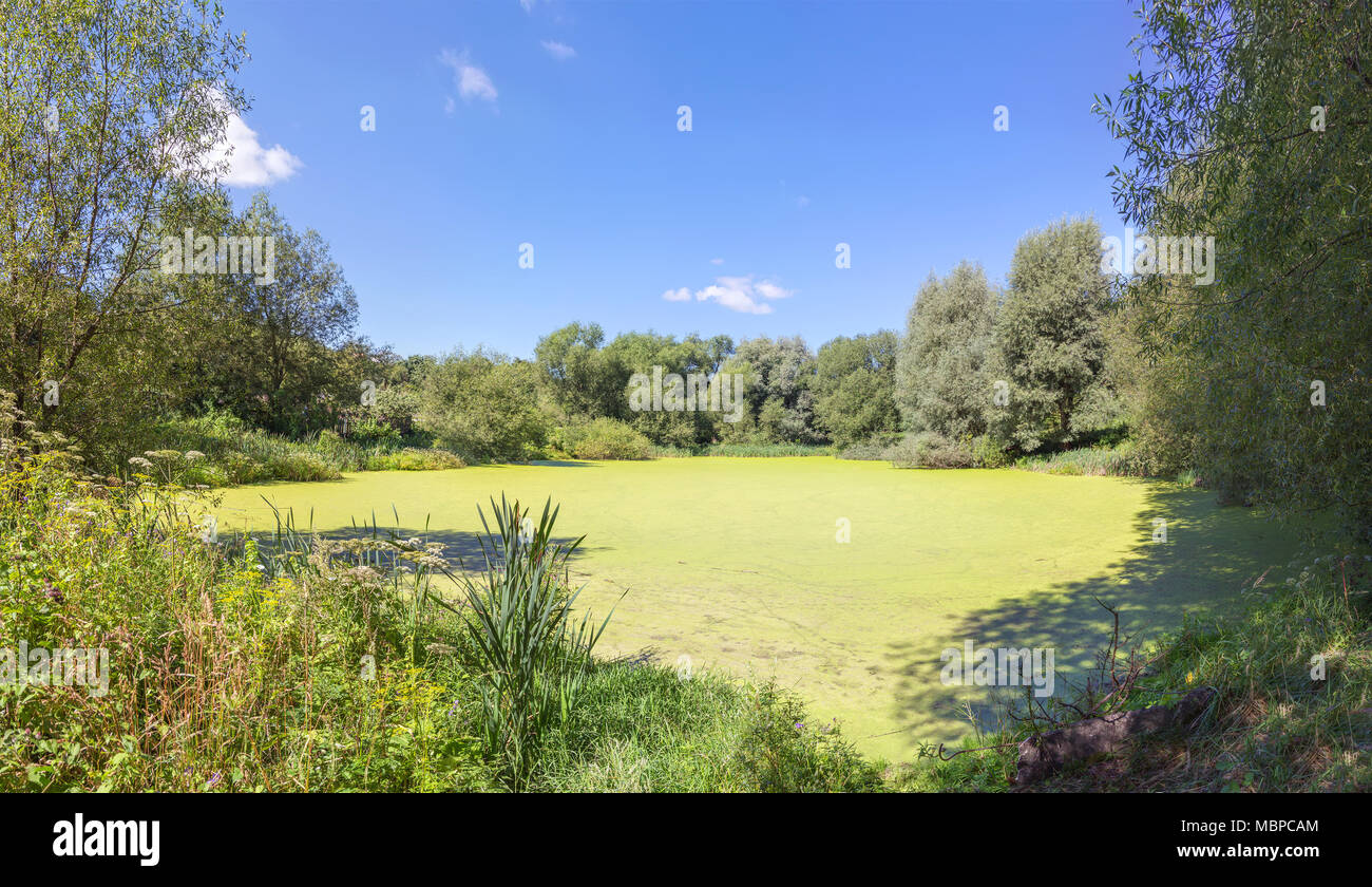 Palude in estate paesaggio. Vladimir, Russia. Foto Stock