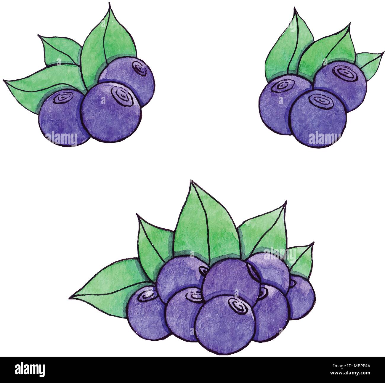 Disegnata a mano acquerello mirtillo isolato su uno sfondo bianco. Vettore. Illustrazione Vettoriale