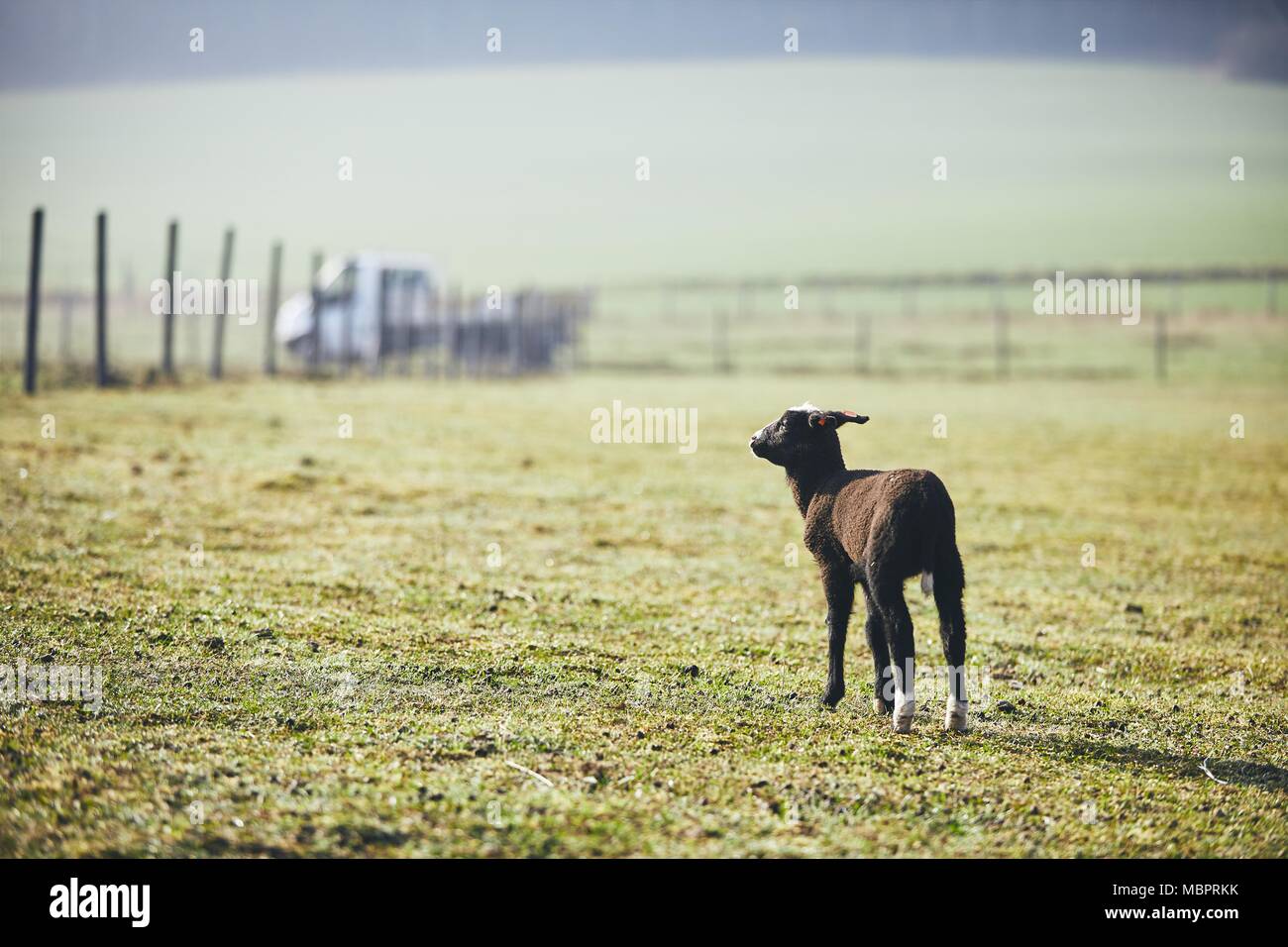Mattina di sole sulla fattoria rurale. Lonely agnello cercando su pascolo. Foto Stock