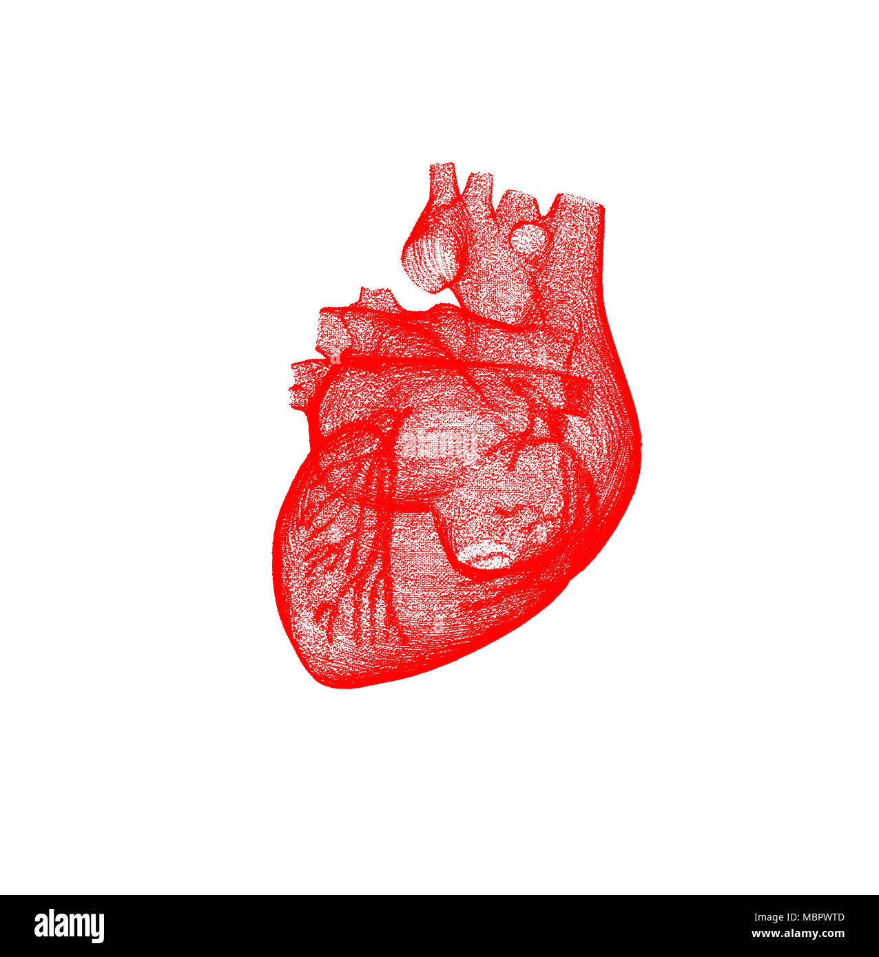 Rosso maglia modello di un cuore umano isolato su sfondo bianco Foto Stock