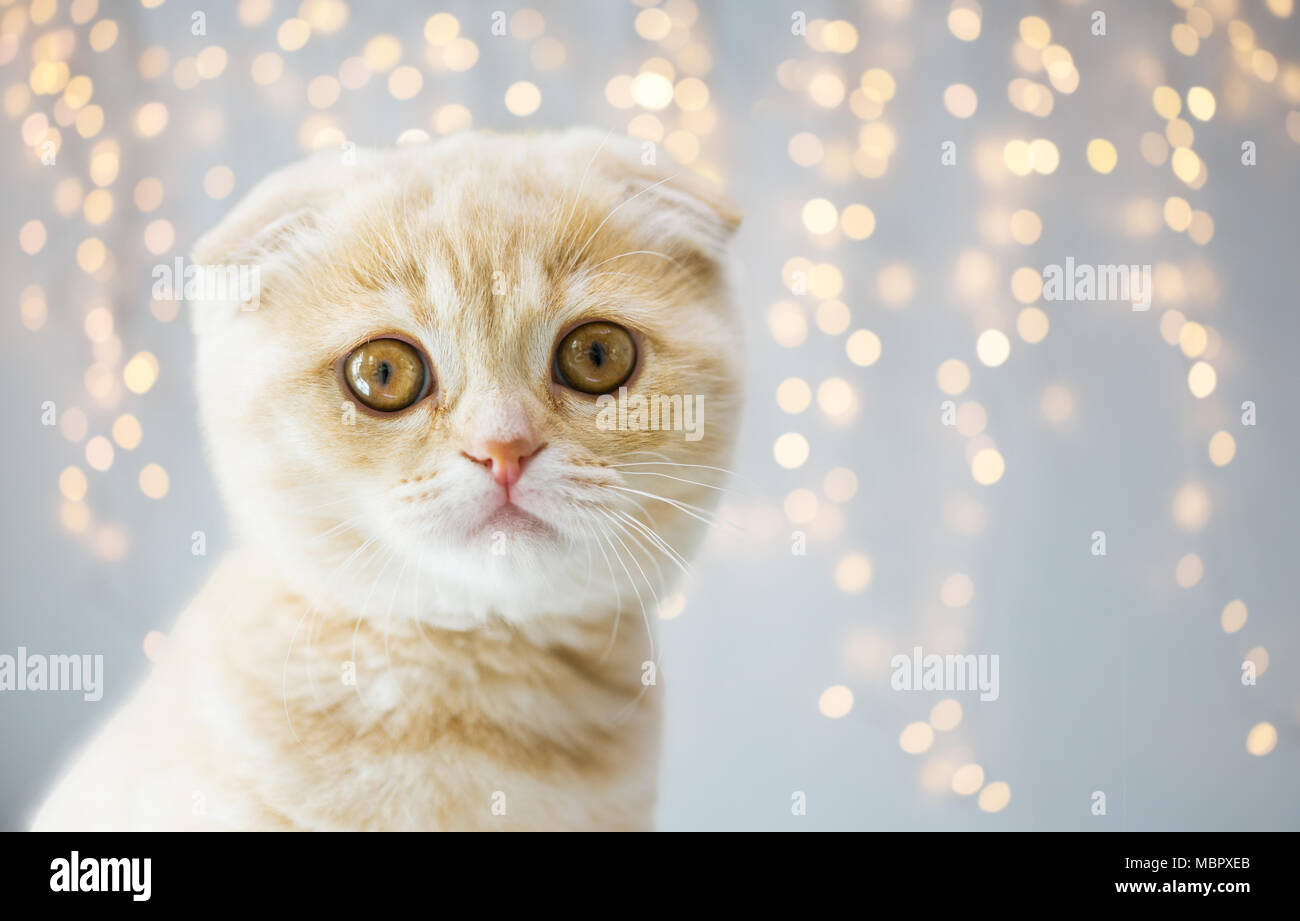 Close up di Scottish Fold gattino Foto Stock