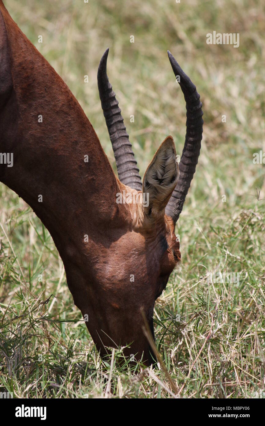 Il pascolo Topi antilope in profilo Foto Stock