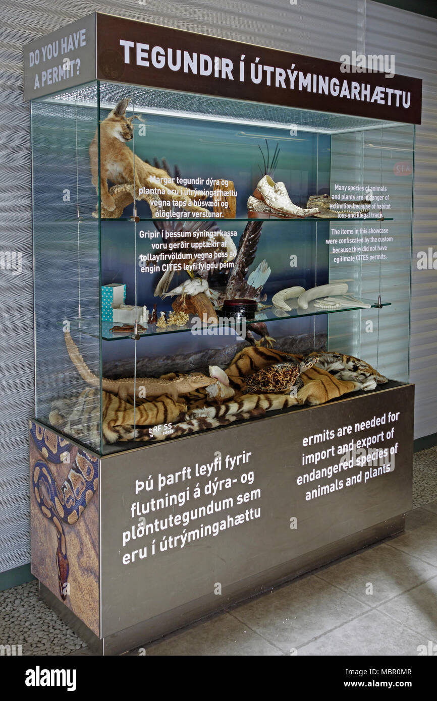 Aeroporto di Keflavik, Reykjavik, Islanda. Espositore con oggetti vietati confiscato sotto l'accordo CITES, che protegge le specie in via di estinzione Foto Stock