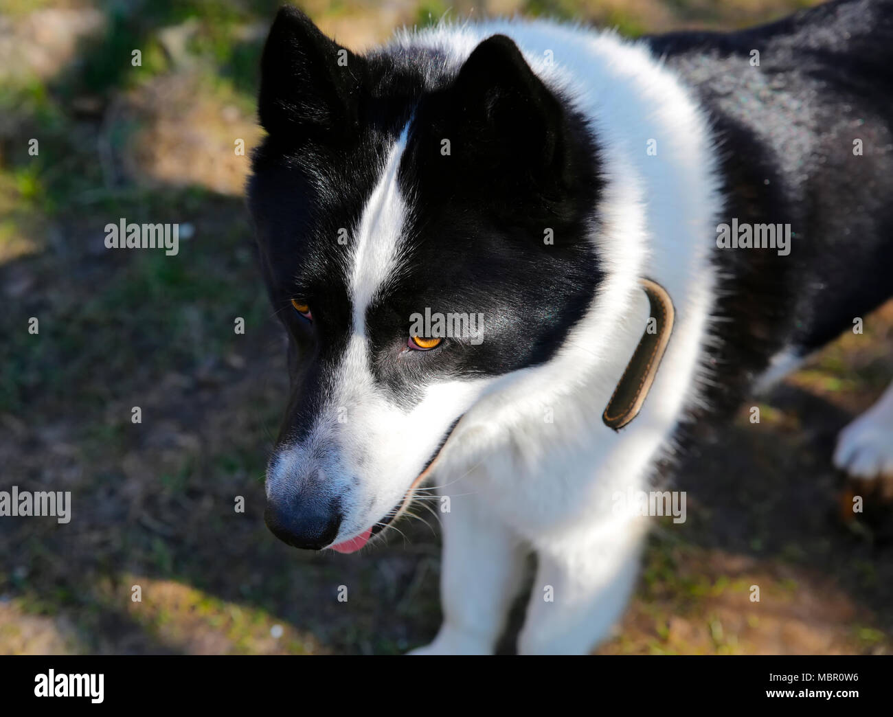 Il cane di razza europea orientale Laika Foto Stock