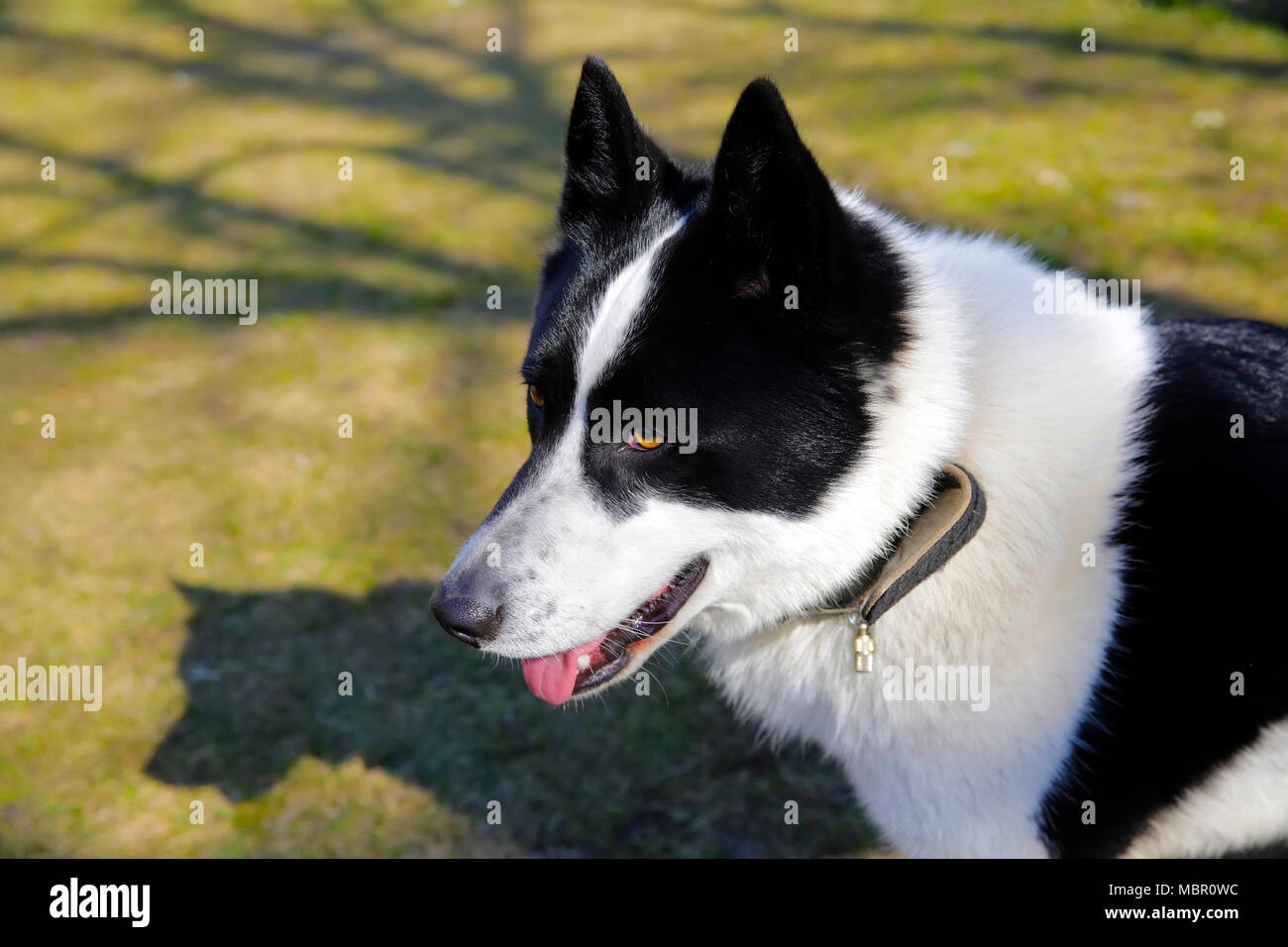 Il cane di razza europea orientale Laika Foto Stock