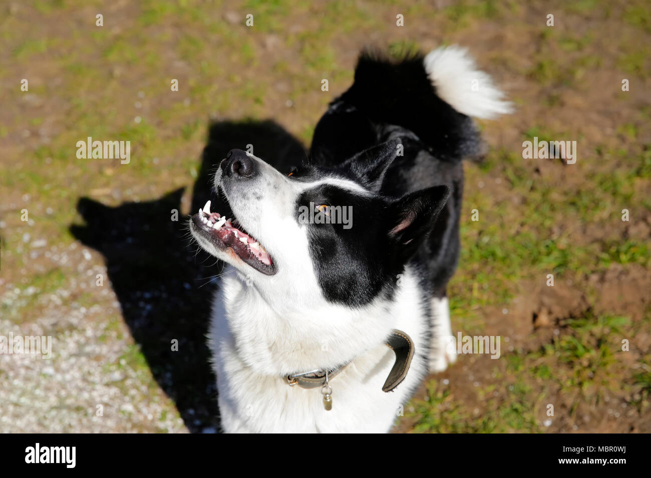 Il cane di razza europea orientale Laika Foto Stock