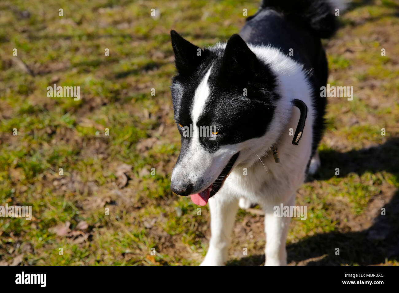 Il cane di razza europea orientale Laika Foto Stock
