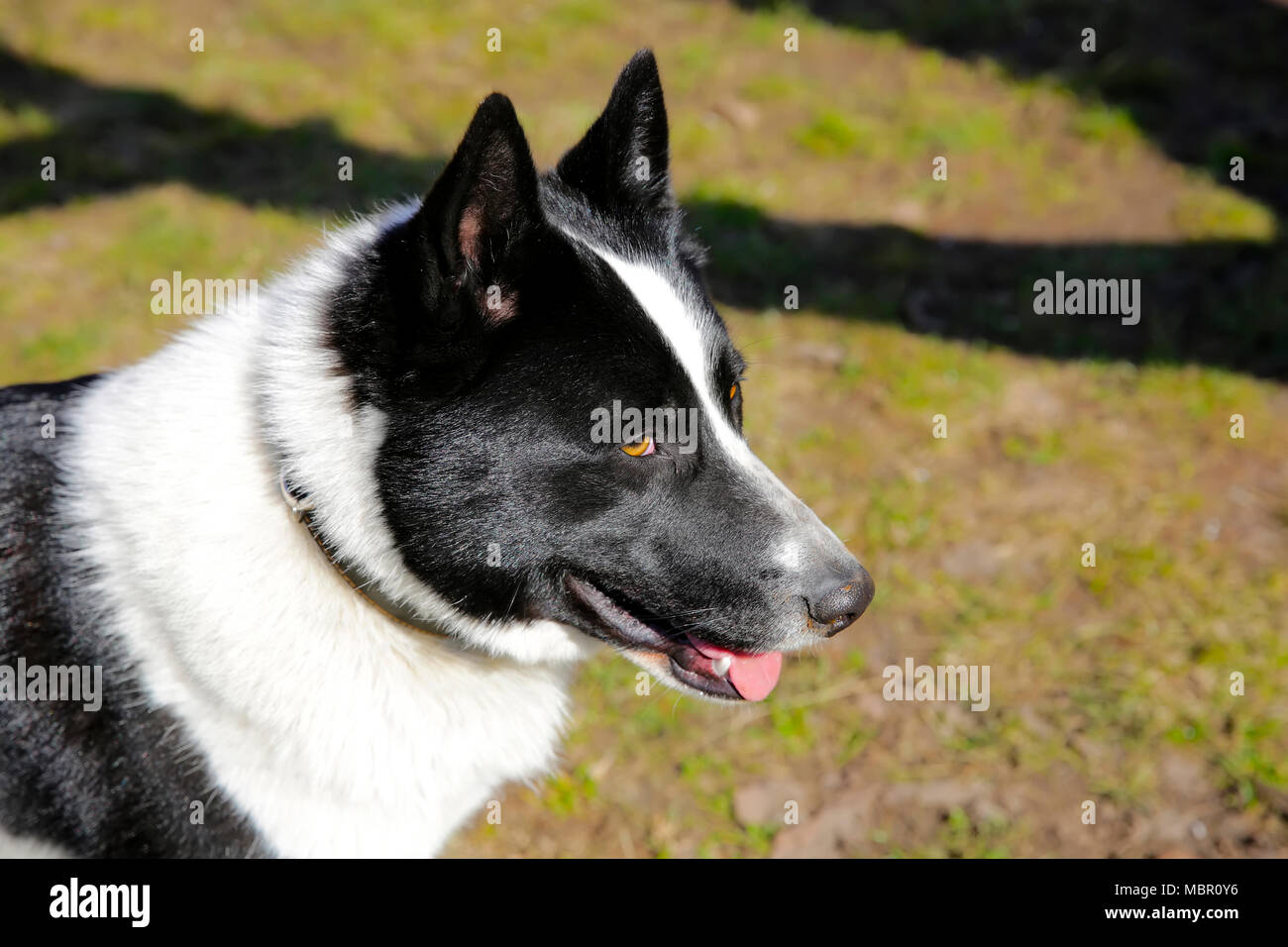 Il cane di razza europea orientale Laika Foto Stock