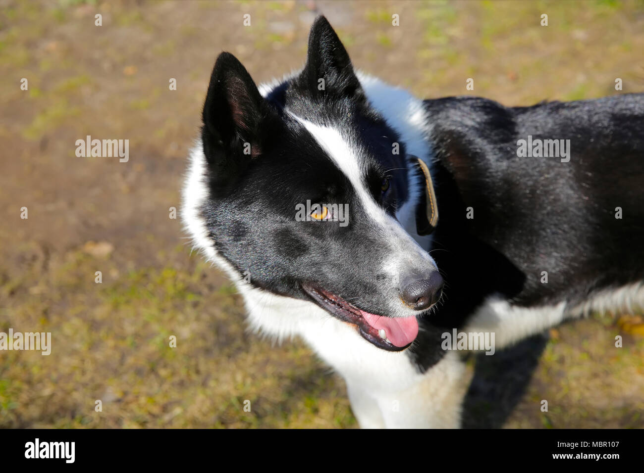 Il cane di razza europea orientale Laika Foto Stock