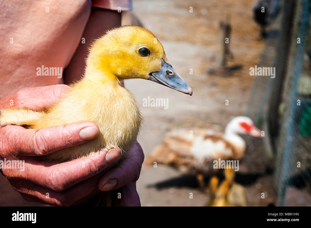 Piccolo giallo duck nelle mani della donna-agricoltore. Foto Stock