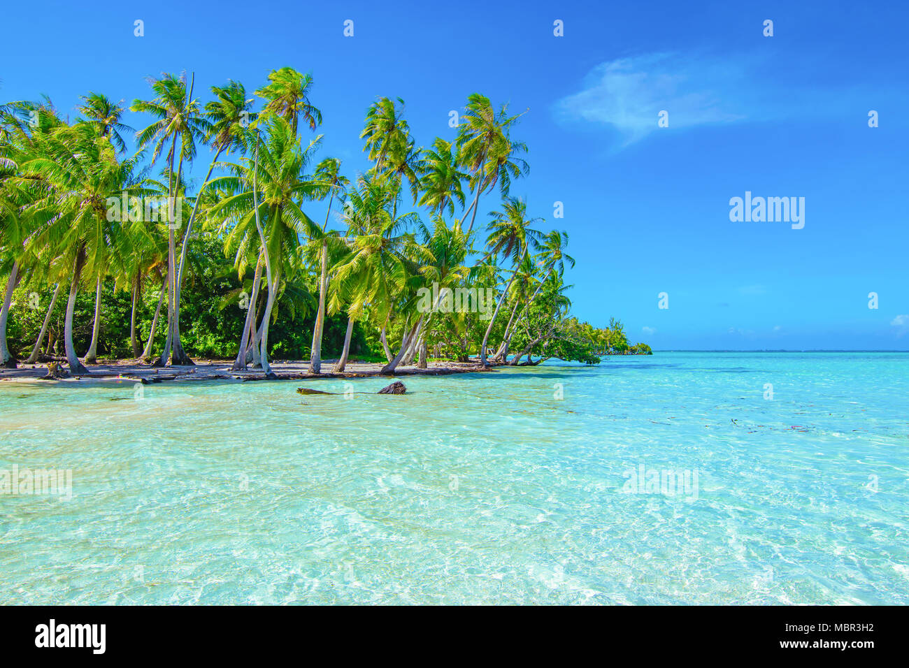 Le palme sulla spiaggia. Viaggi e turismo concept. Tahaa, Raiatea, Polinesia Francese Foto Stock