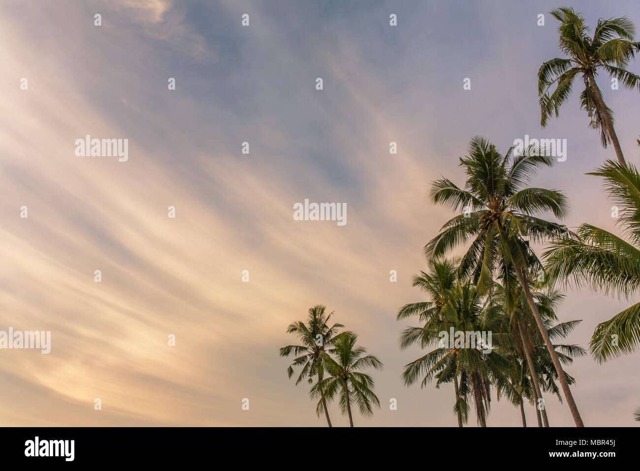 Alberi di Palma contro il Cielo di tramonto su Koh Kood island in Thailandia. Vacanza tropicale concetto, spazio di copia Foto Stock