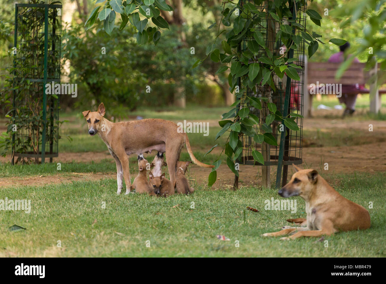 Skinny Stray dog alimentazione di cuccioli in Park di New Delhi, India Foto Stock