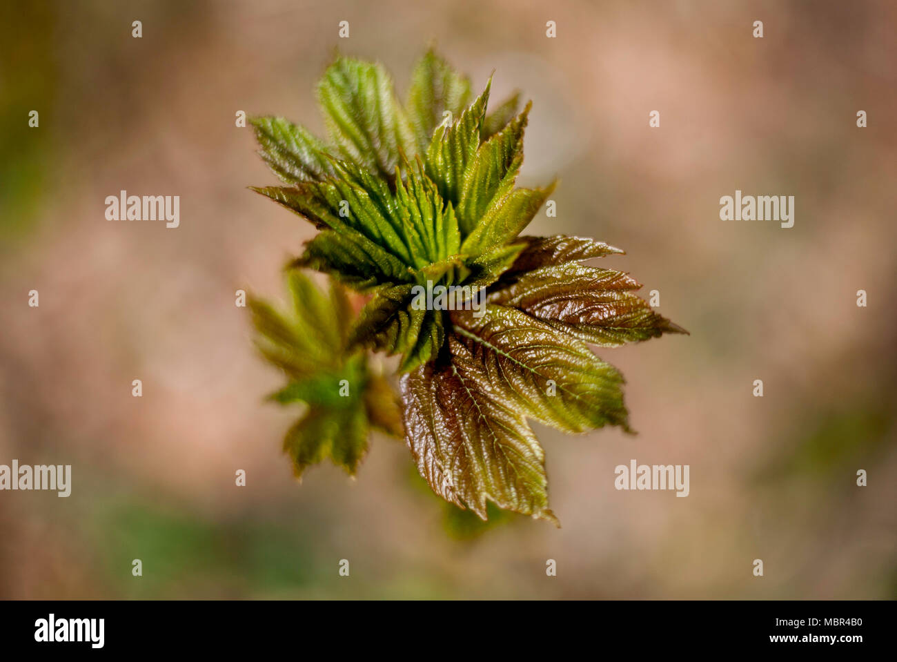 Gioventù Foto Stock