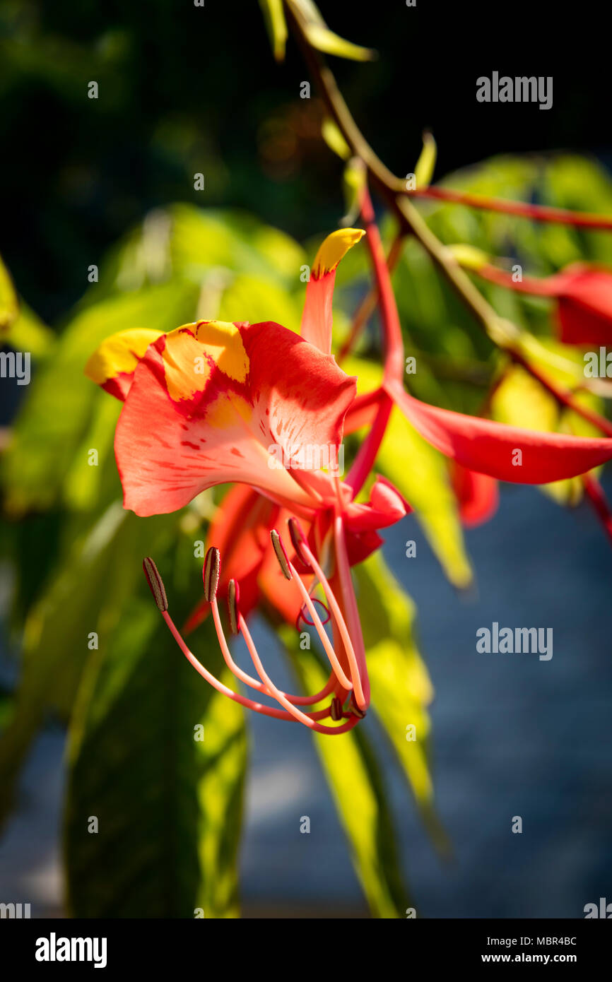 Si vede raramente al di fuori la sua nativa del Myanmar (Birmania), il Tropical Amherstia Nobilis della famiglia Fabaceae, Orto Botanico Naples, Florida, Stati Uniti d'America Foto Stock