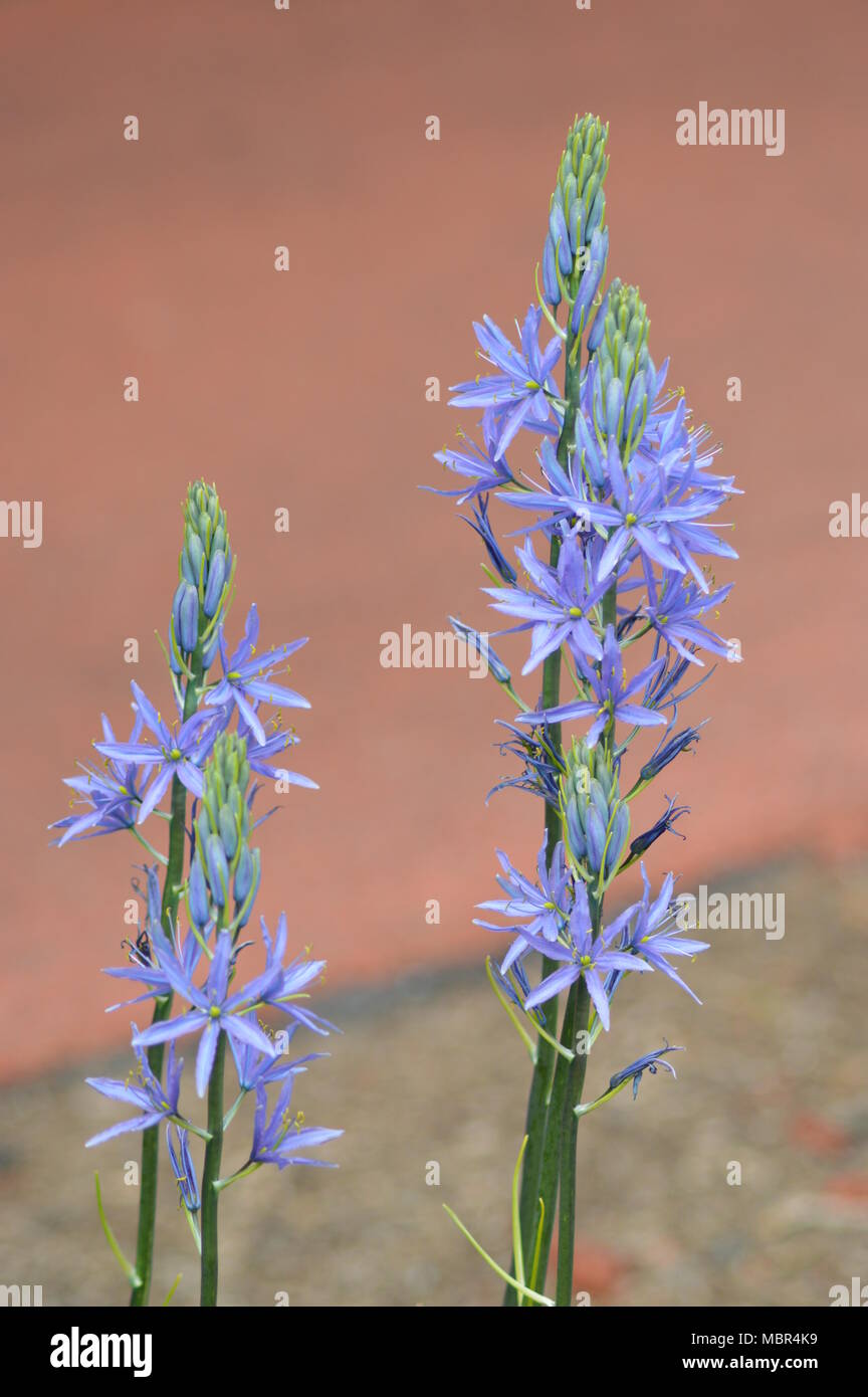 Fantastico blu fiori selvatici in primavera Foto Stock