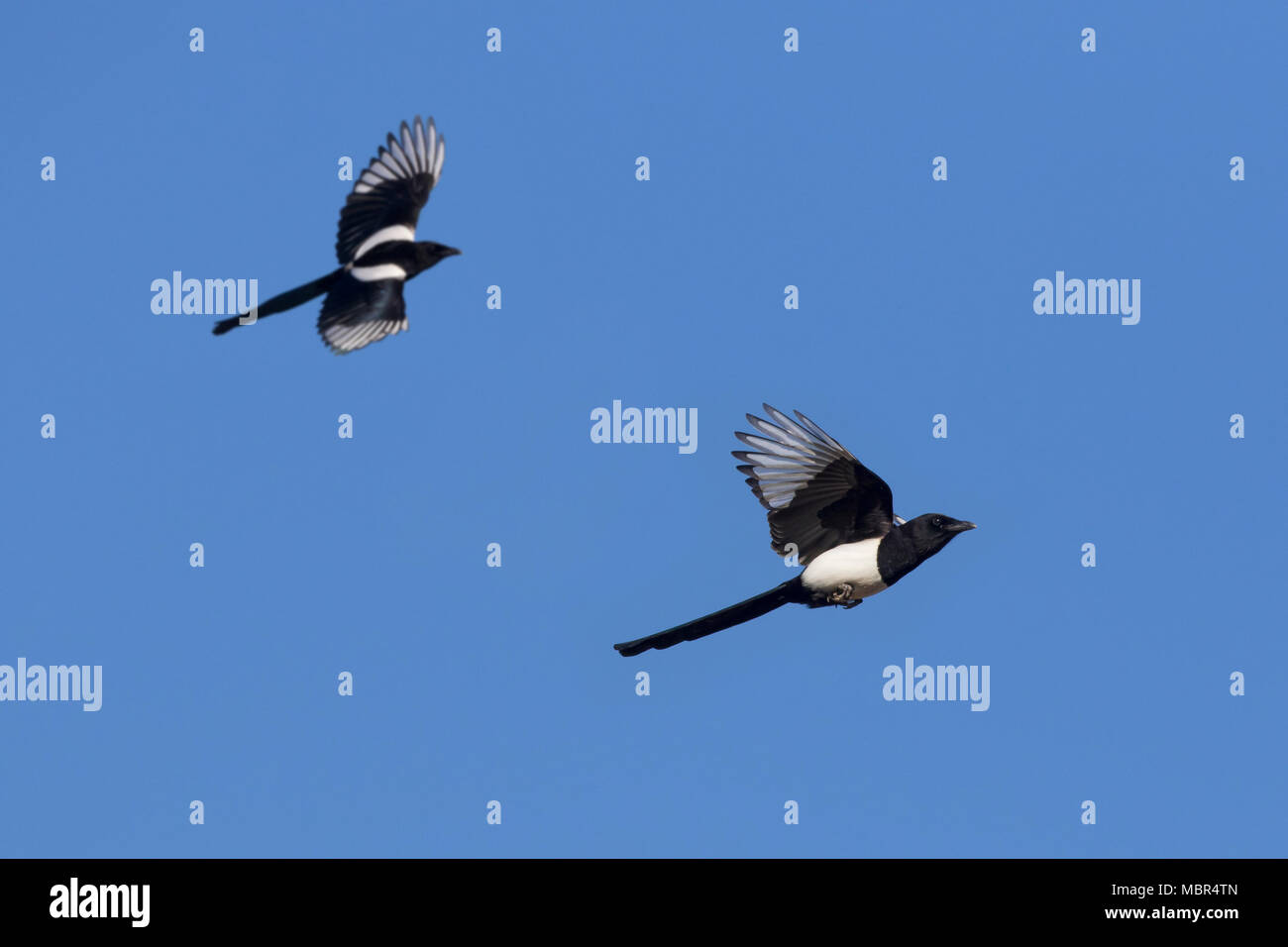 Due Eurasian gazze / comune gazza (Pica pica) in volo contro il cielo blu Foto Stock