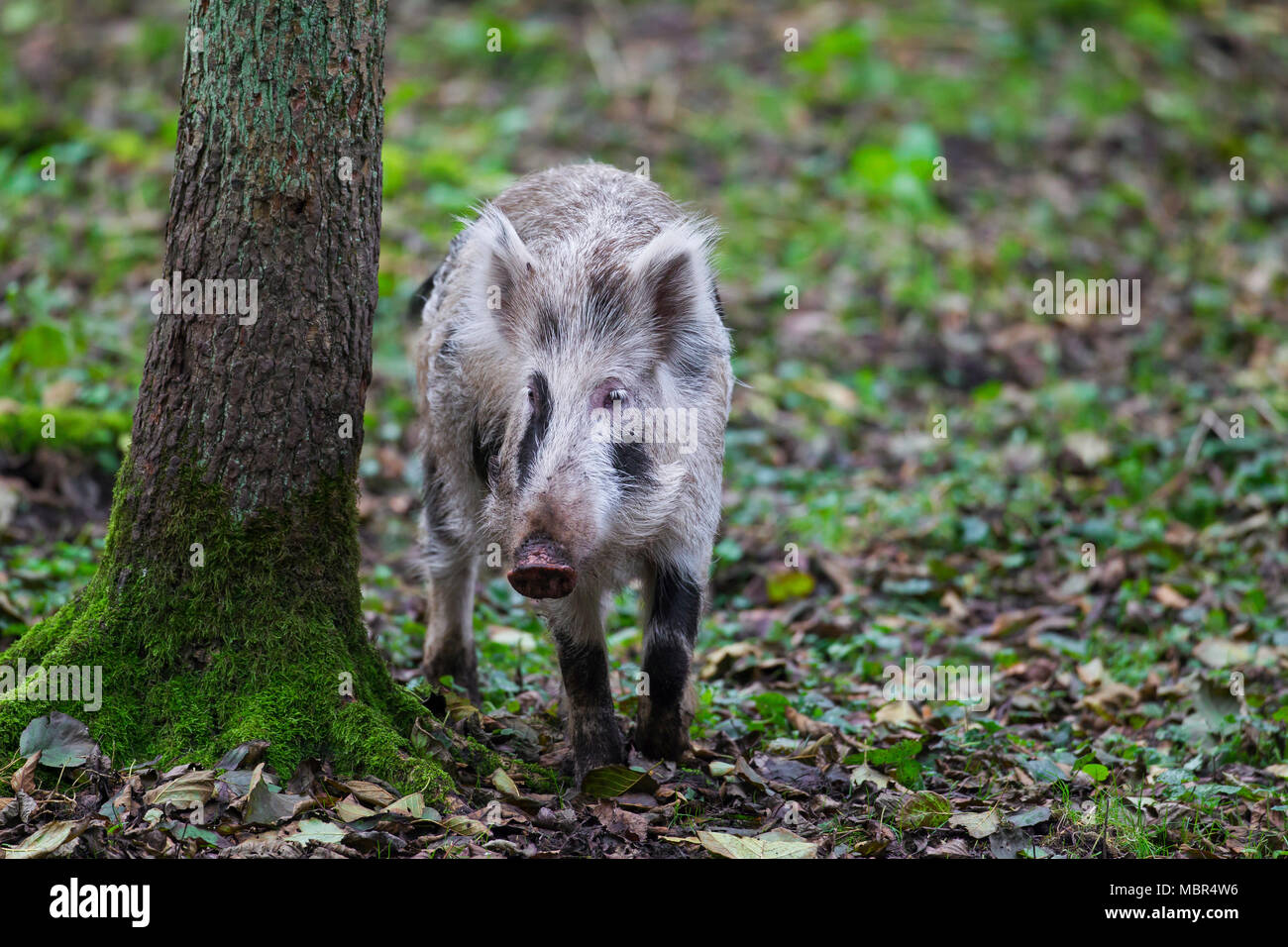 Macchiato il cinghiale (Sus scrofa) borchiati piglet rovistando nella foresta di autunno Foto Stock