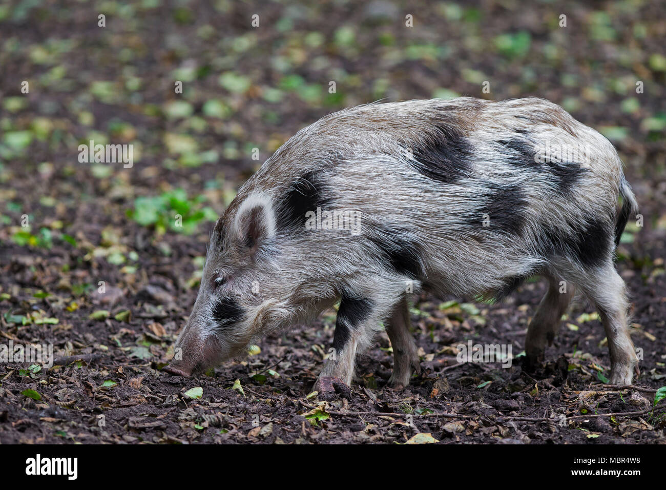 Macchiato il cinghiale (Sus scrofa) borchiati piglet rovistando nella foresta di autunno Foto Stock