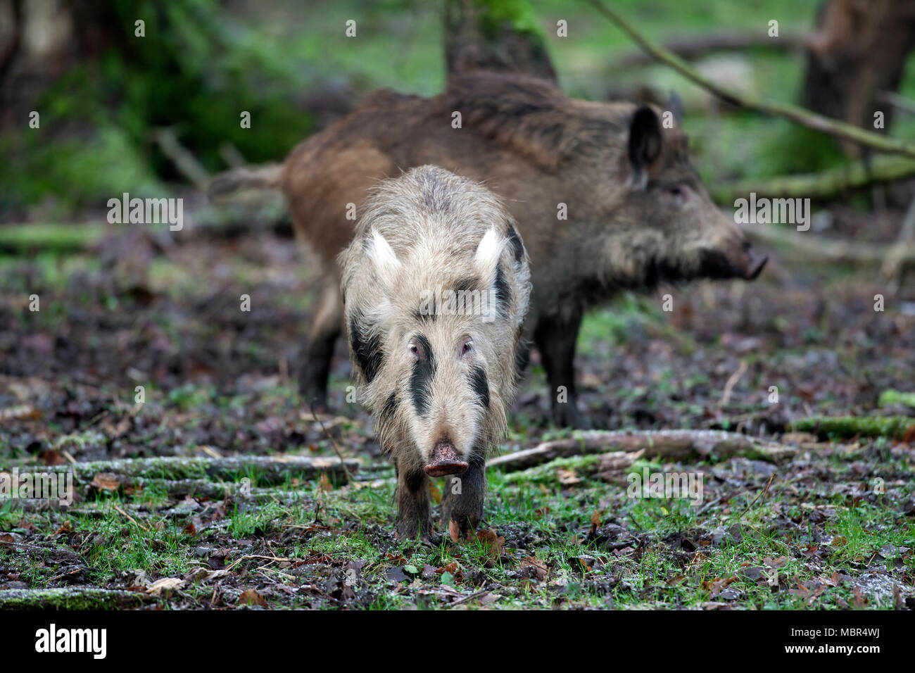 Macchiato il cinghiale (Sus scrofa) borchiati piglet rovistando nella foresta di autunno Foto Stock