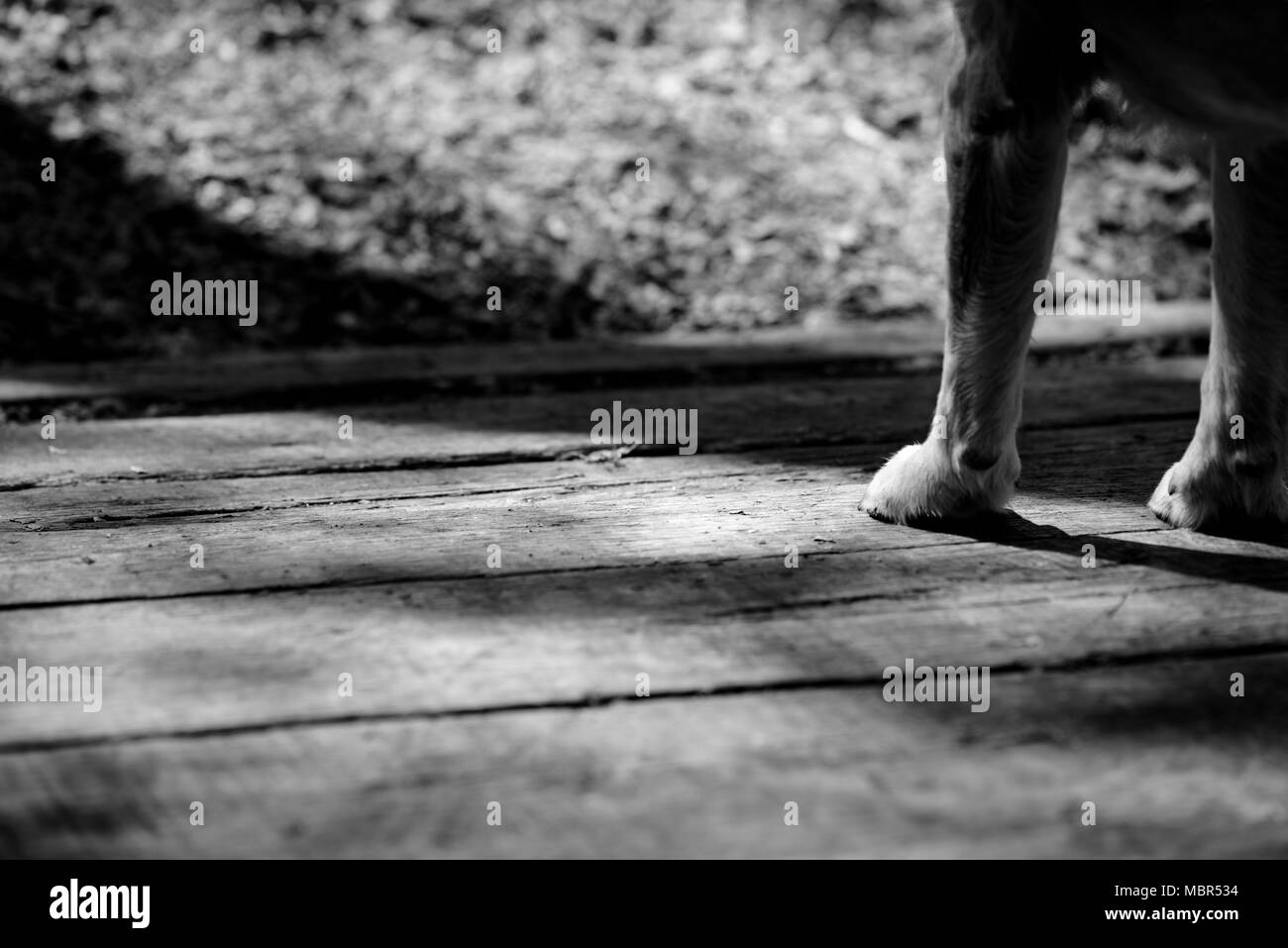 Dog zampe su legno, in bianco e nero Foto Stock