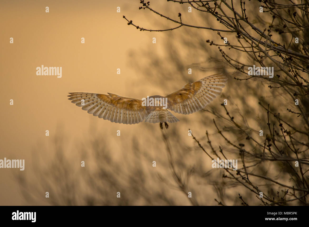 Barbagianni Caccia Foto Stock