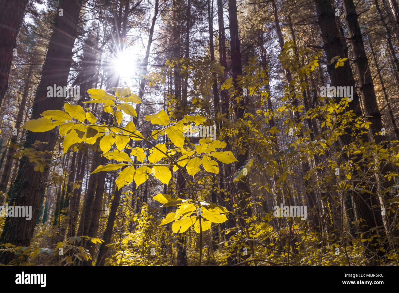 Raggi di sole illumina le foglie di una pianta in una foresta verde Foto Stock