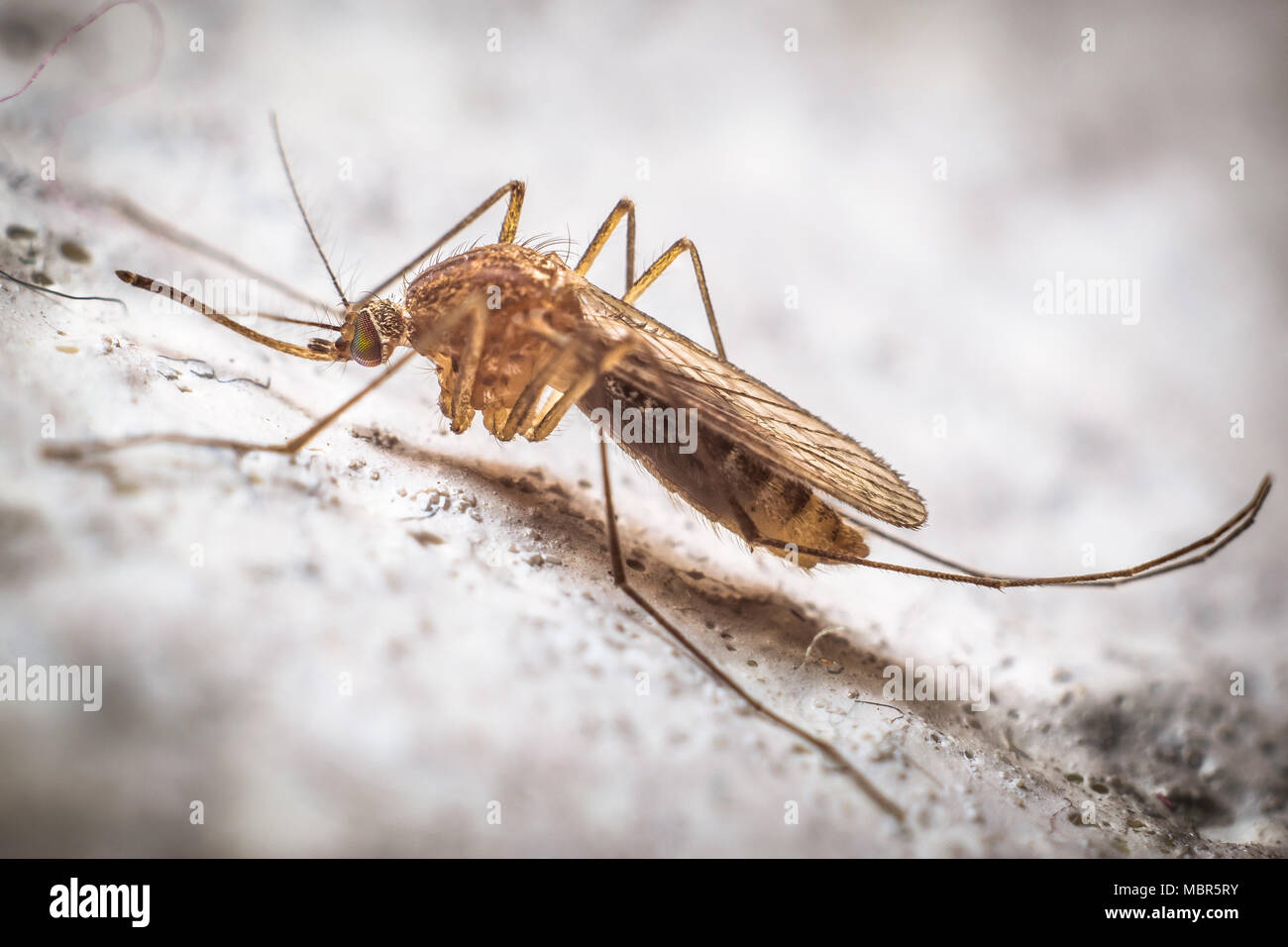 Ritratto di una zanzara sulla parete Foto Stock