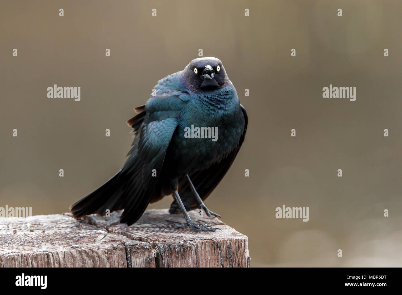 Un Brewer's blackbird è arroccato su un post in Hauser, Idaho. Foto Stock