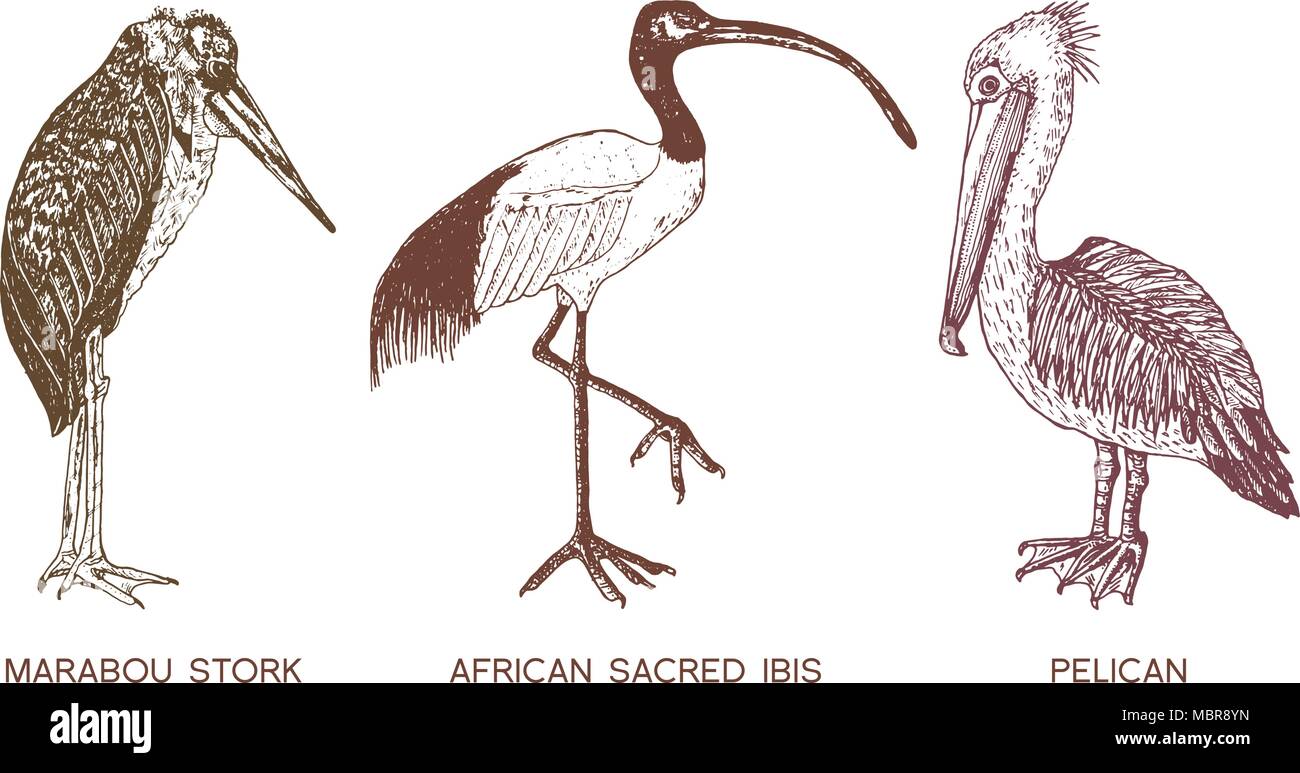 Pelican e africani ibis sacri e cicogne. Incisi disegnati a mano uccelli vettore, disegna un grafico in stile vintage, phoenicopteridae. Animali tropicali. Illustrazione Vettoriale