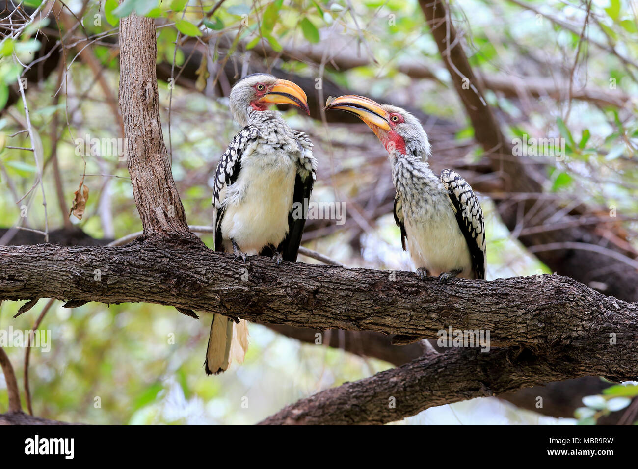 Southern Yellow-fatturati Hornbill (Tockus leucomelas), Adulto Giovane si siede sul ramo con insetto nel becco, corteggiamento alimentare Foto Stock