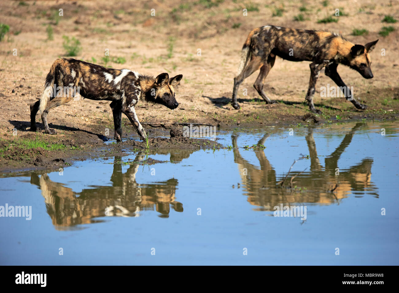 African cani selvatici (Lycaon pictus), adulto, al waterhole, Sabi Sand Game Reserve, Kruger National Park, Sud Africa Foto Stock