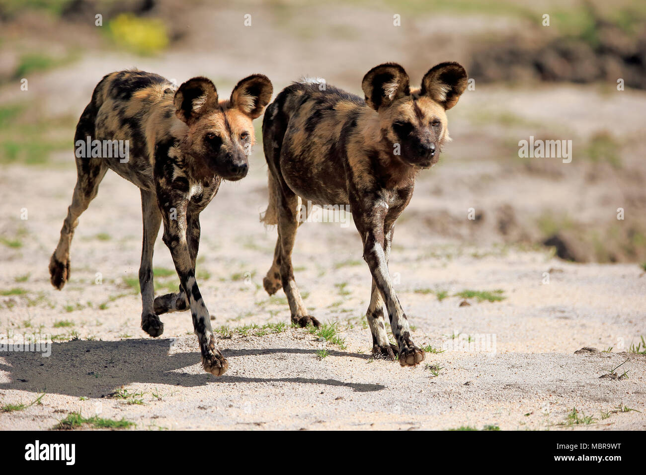African cani selvatici (Lycaon pictus), la caccia, esecuzione di comportamento sociale, Sabi Sand Game Reserve, Parco Nazionale Kruger Foto Stock