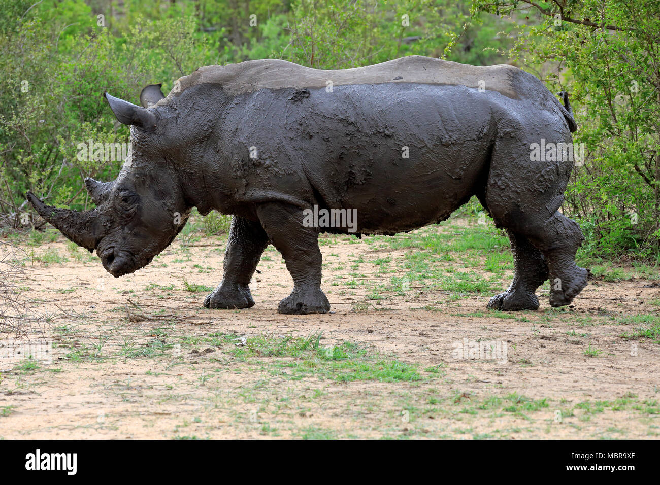 Rinoceronte bianco (Ceratotherium simum), Adulto, dopo il bagno di fango, pachiderma, Sabi Sand Game Reserve, Parco Nazionale Kruger Foto Stock
