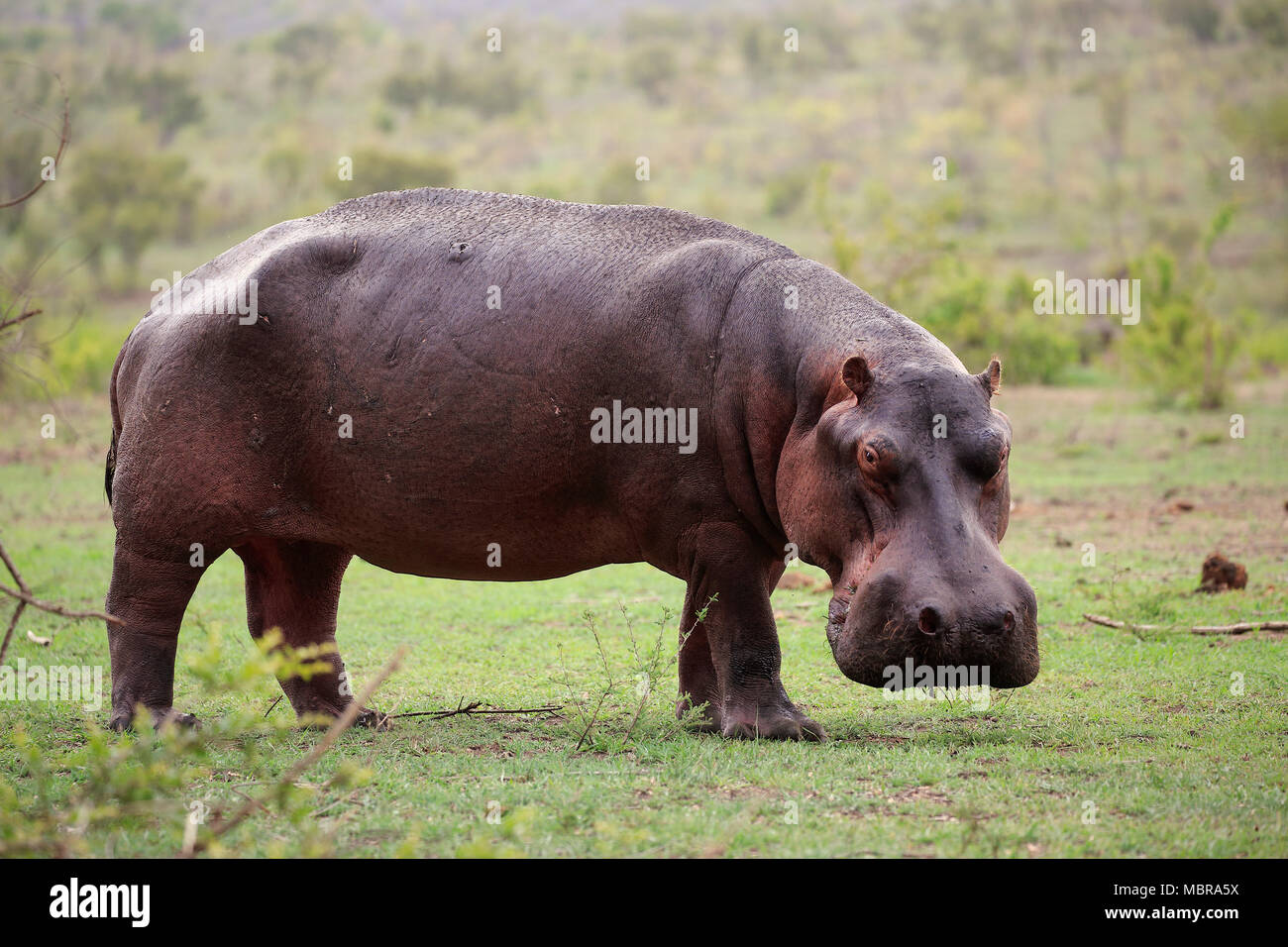 Ippona (Hippopotamus amphibius), Adulto, foraggio, Sabi Sand Game Reserve, Kruger National Park, Sud Africa Foto Stock