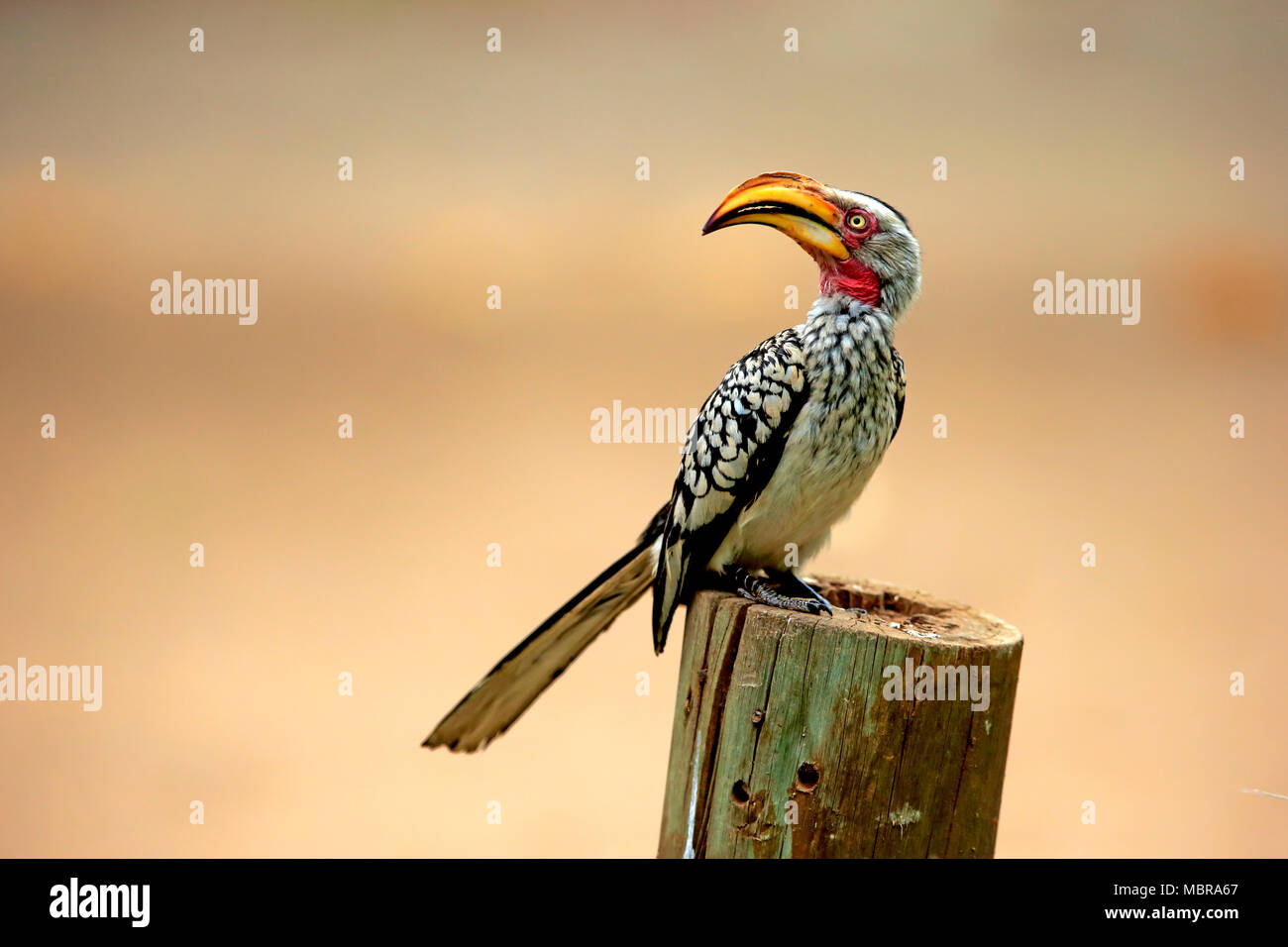 Southern Yellow-fatturati Hornbill (Tockus leucomelas), Adulto, siede sul polo, Kruger National Park, Sud Africa Foto Stock