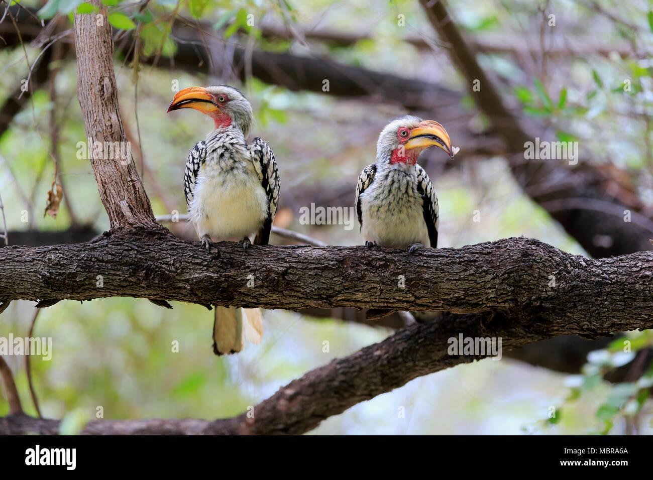 Southern Yellow-fatturati Hornbill (Tockus leucomelas), Adulto Giovane si siede sul ramo con insetto nel becco, Parco Nazionale Kruger Foto Stock