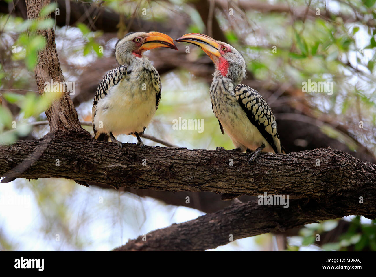 Southern Yellow-fatturati Hornbill (Tockus leucomelas), Adulto Giovane si siede sul ramo seduto in un albero, corteggiamento alimentare Foto Stock