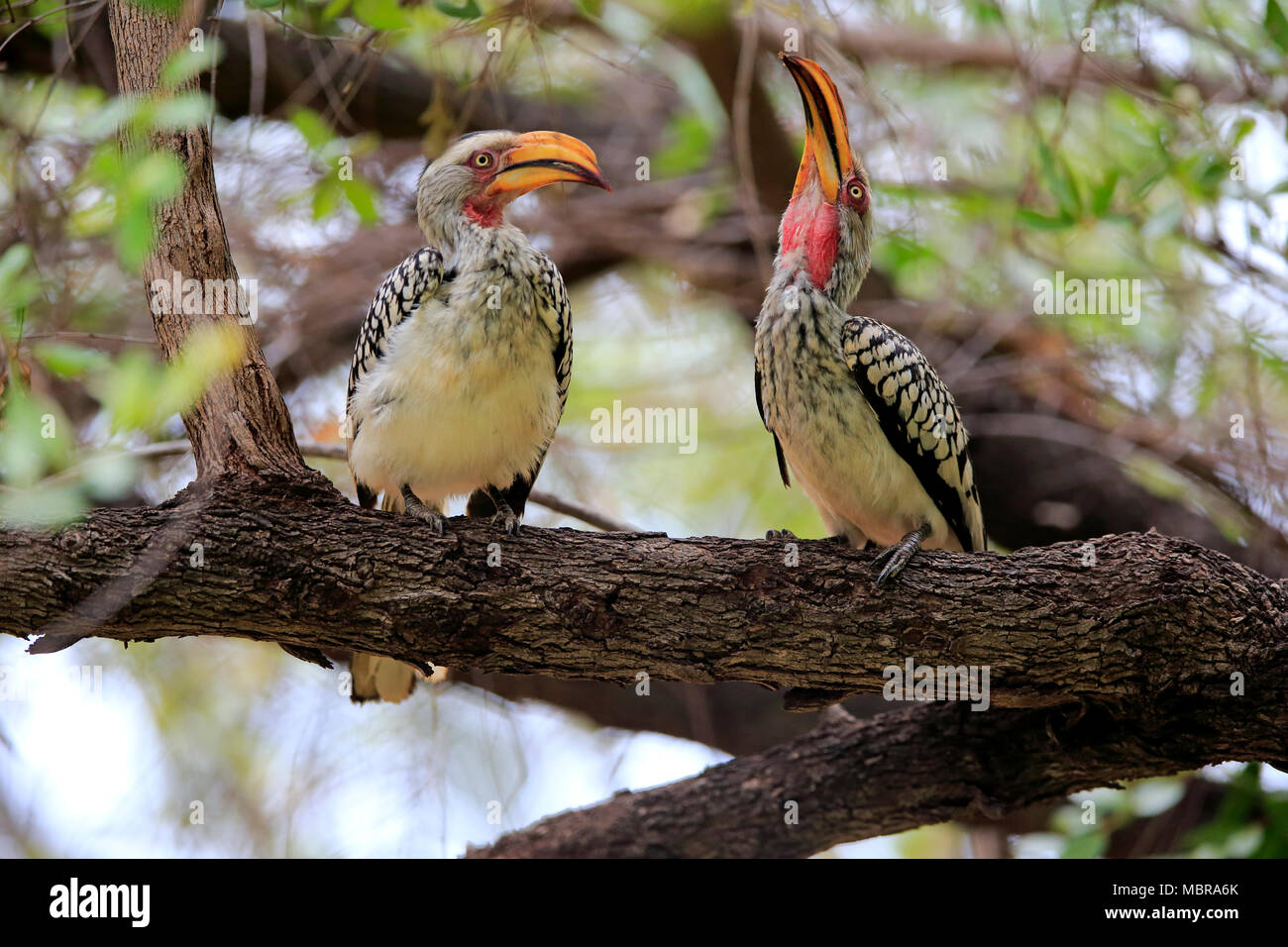 Southern Yellow-fatturati Hornbill (Tockus leucomelas), Adulto coppia courtsitting nella struttura ad albero, corteggiamento alimentazione, Parco Nazionale Kruger Foto Stock