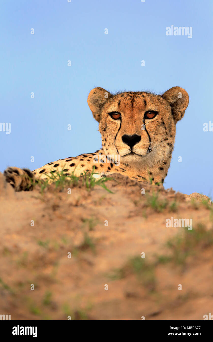 Ghepardo (Acinonyx jubatus), Adulto, avviso osservando dietro hill, Sabi Sand Game Reserve, Kruger National Park, Sud Africa Foto Stock