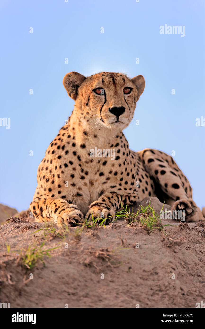 Ghepardo (Acinonyx jubatus), Adulto, avviso, osservando da hill, Sabi Sand Game Reserve, Kruger National Park, Sud Africa Foto Stock