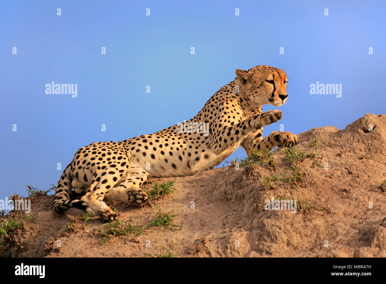 Ghepardo (Acinonyx jubatus), Adulto, avviso, osservando da hill, Sabi Sand Game Reserve, Kruger National Park, Sud Africa Foto Stock