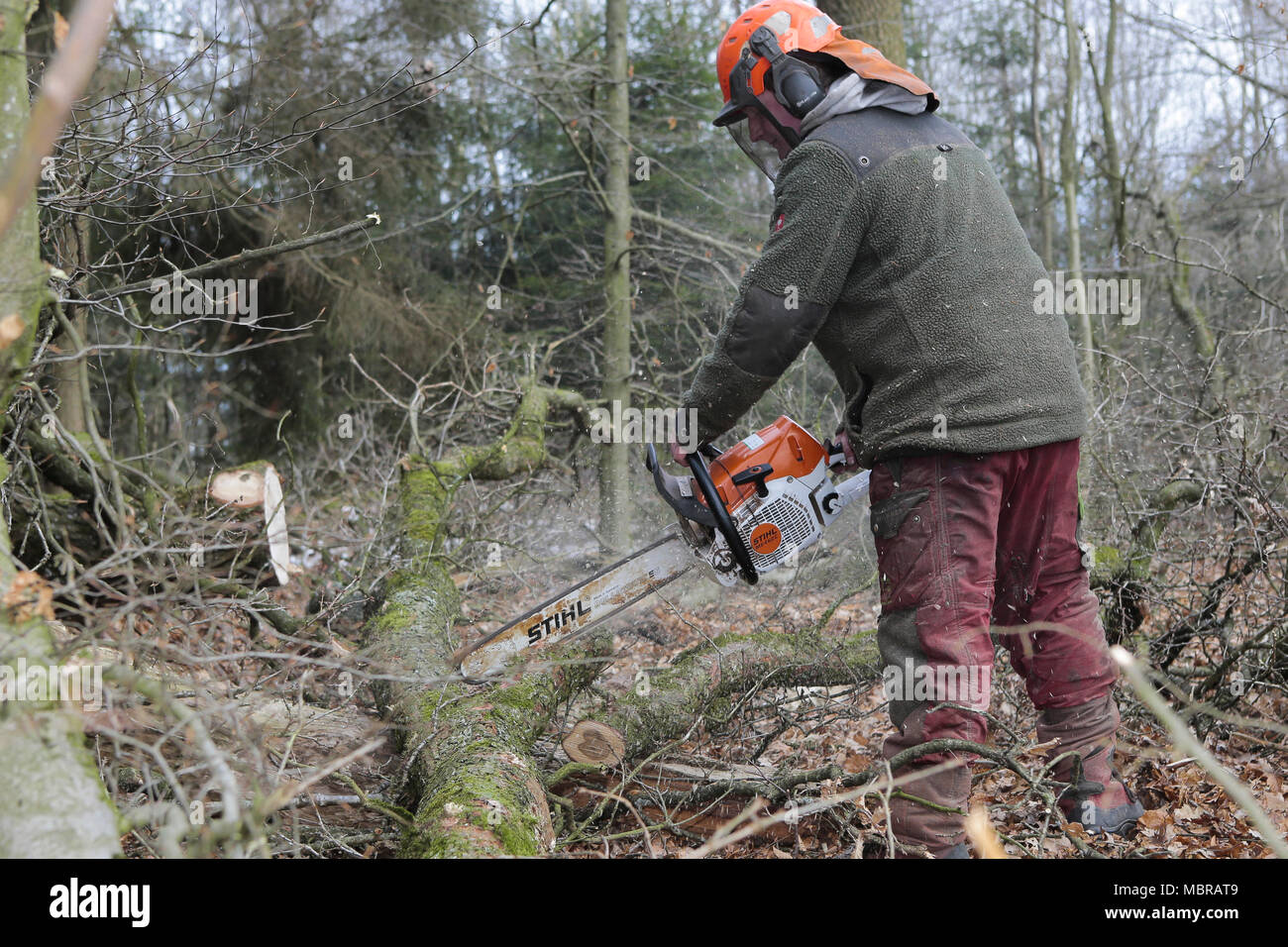 Stihl: fuori le motoseghe dalla foresta! - Salviamo la foresta