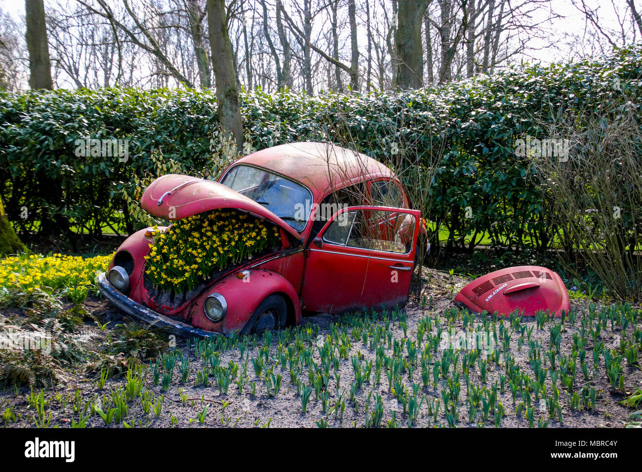 Un vecchio Volkwagen beetle sui giardini del Keukenhof, Paesi Bassi Foto Stock
