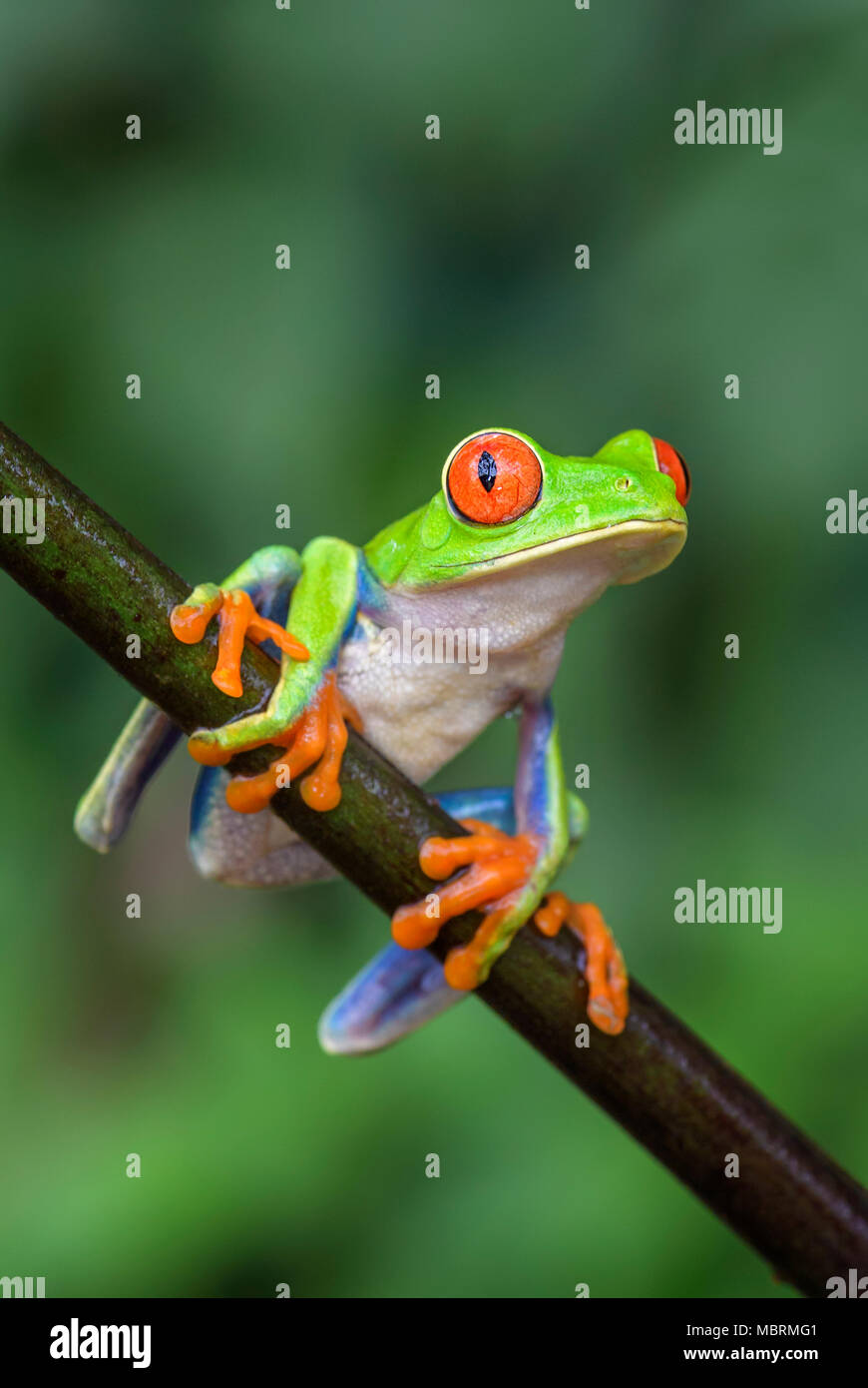 Red-eyed Tree Frog - Agalychnis callidryas, bella colorata da iconico in America centrale foreste, Costa Rica. Foto Stock