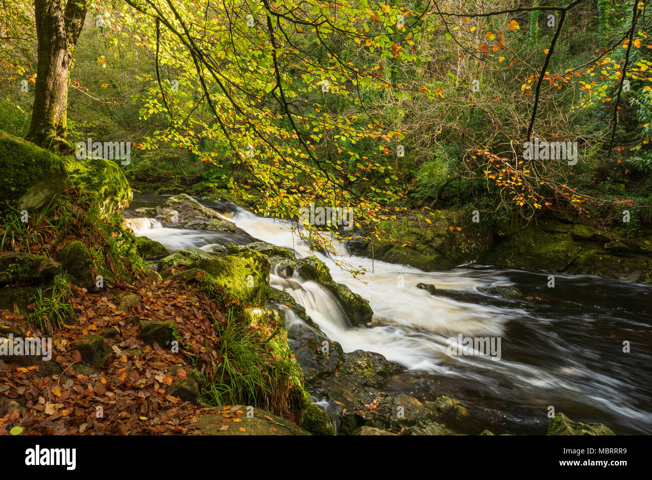 Il fiume Erme che fluisce attraverso il bosco in autunno sul bordo del Parco Nazionale di Dartmoor a Ivybridge, Devon, Inghilterra. Foto Stock