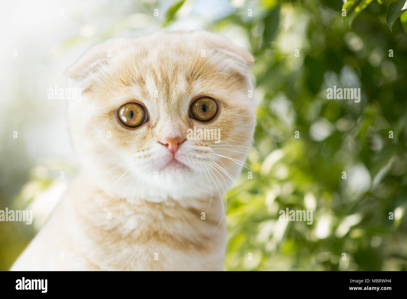 Close up kitten su sfondo naturale Foto Stock