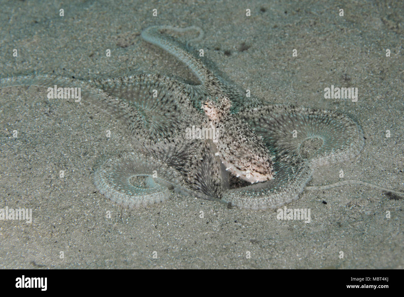 Longarm polpo (Octopus sp. 2). La foto è stata scattata nella banda mare, Ambon, Papua occidentale, in Indonesia Foto Stock